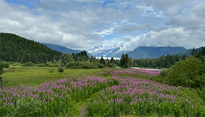 Brotherhood Bridge Fireweed Field