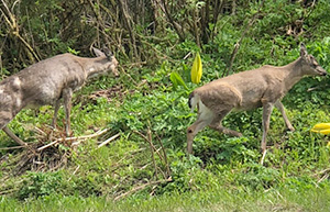 Sitka Black Tail Deer